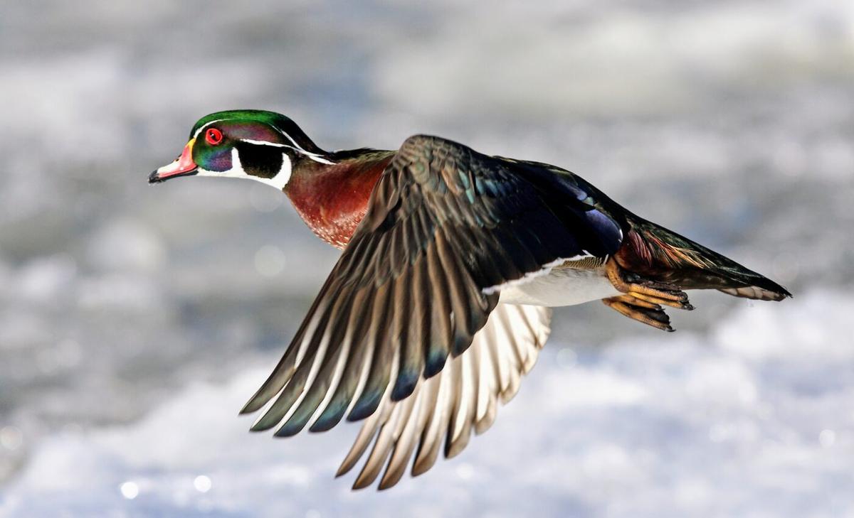 Birds have adapted to human activities for thousands of years